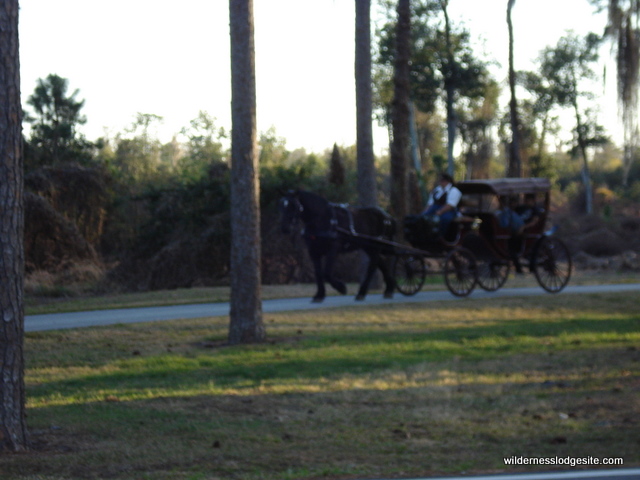 Carriage Rides